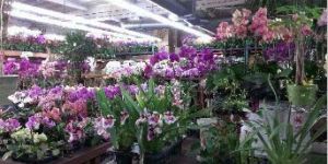 Orchids Plant
