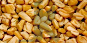 TRIGONELLA FOENUM GRAECUM EXTRACT (Fenugreek / methi extract)