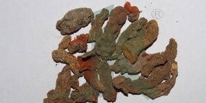 TURMERIC (Mother Rhizome)