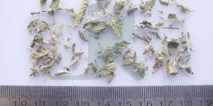 TURNERA DIFFUSA (Damiana Leaves)