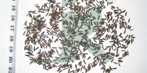 VERNONIA ANTHELMINTICA (Purple Fleabane)