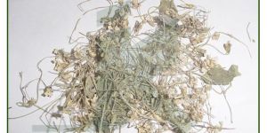 VIOLA ODARATA FLOWER (Wild Violet)