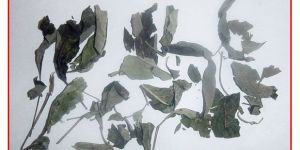 VITEX NEGUNDO EXTRACT (Nirgundi Extract)