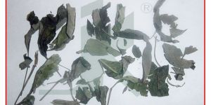 VITEX NEGUNDO LEAVES (Vitex Negundo Leaves)