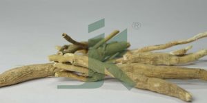 WITHANIA SOMNIFERA EXTRACT (Ashwagandha, Winter Cherry Extract)