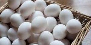White Chicken Eggs