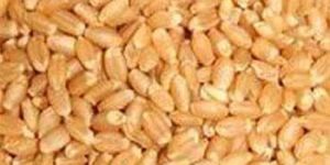 Poorna Wheat Seeds