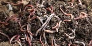 Vermicompost Fertilizer