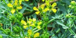 Ruta Graveolens Leaf