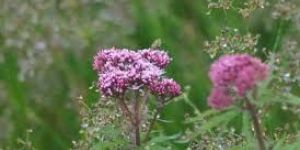 Valeriana Officinalis