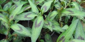 Vietnamese Coriander