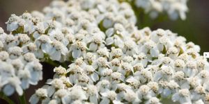 Yarrow Flower
