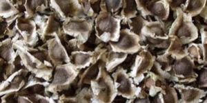 Moringa Seeds