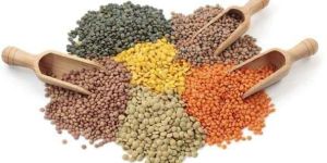 Indian Pulses