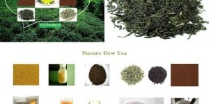 Black Tea Extract