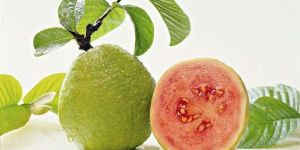 Pink Guava Fruits