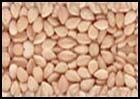 Natural White Sesame Seeds