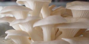 Fresh Oyster Mushrooms