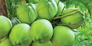 Fresh Tender Coconut