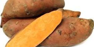 Fresh Elephant Foot Yam