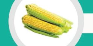 Fresh Yellow Corn