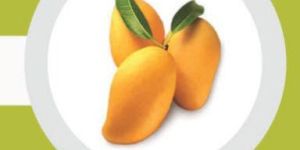 Fresh Yellow Mango