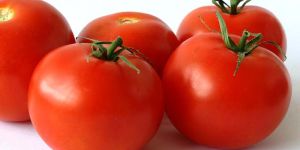 Fresh Tomato