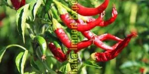 Fresh Red Chilli