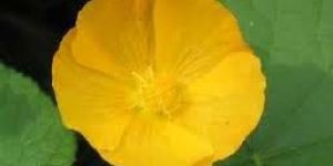 Abutilon Indicum Flower