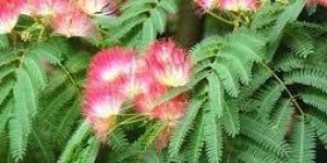 Albizia Amara Flower