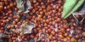 Gloriosa Superba Seeds