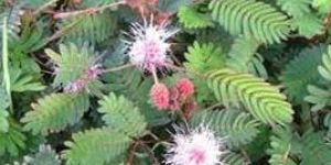 Mimosa Pudica Flower