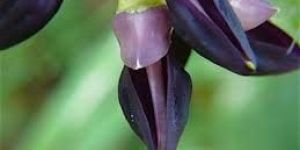 Mucuna Pruriens Flower
