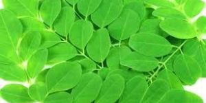 Moringa Oleifera Leaves