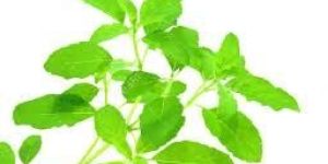 Ocimum Sanctum Leaves