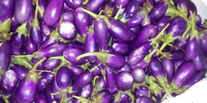 Fresh Brinjal