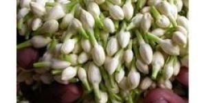 Fresh Madurai Malli Flowers