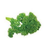 Fresh Parsley Leaves