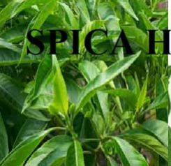 Fresh Adhatoda Vasica Leaves