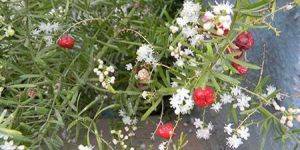 Asparagus Racemosus Extract