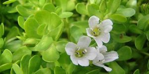 Bacopa Monnieri Extract
