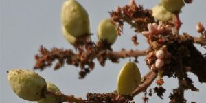 Boswellia Serrata Extract