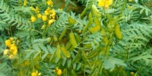 Calcium Sennosides Extract