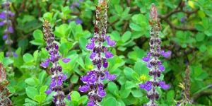 Coleus Forskohlii Extract