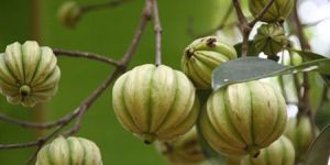 Garcinia Cambogia Extract