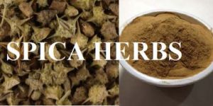 Tribulus Terrestris Extract