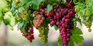 Grape Seed Herbal Extracts