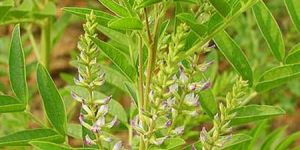 Liquorice Herbal Extracts