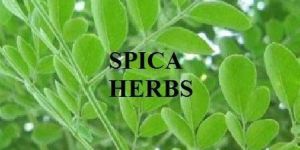 Fresh Moringa Leaves