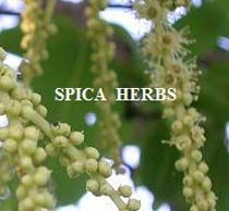 TERMINALIA ARJUNA EXTRACT